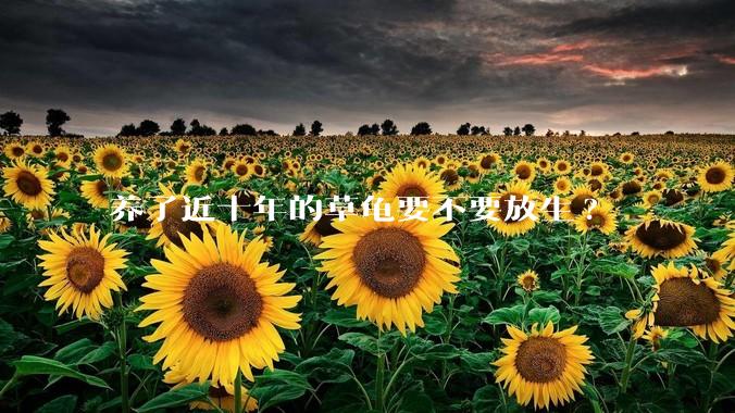 养了近十年的草龟要不要放生?